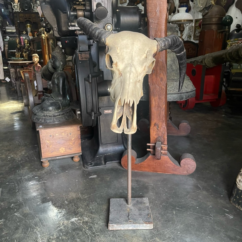 Tengkorak Kerbau Air Tanduk Panjang Asia Tenggara Lawas Jadul Tua