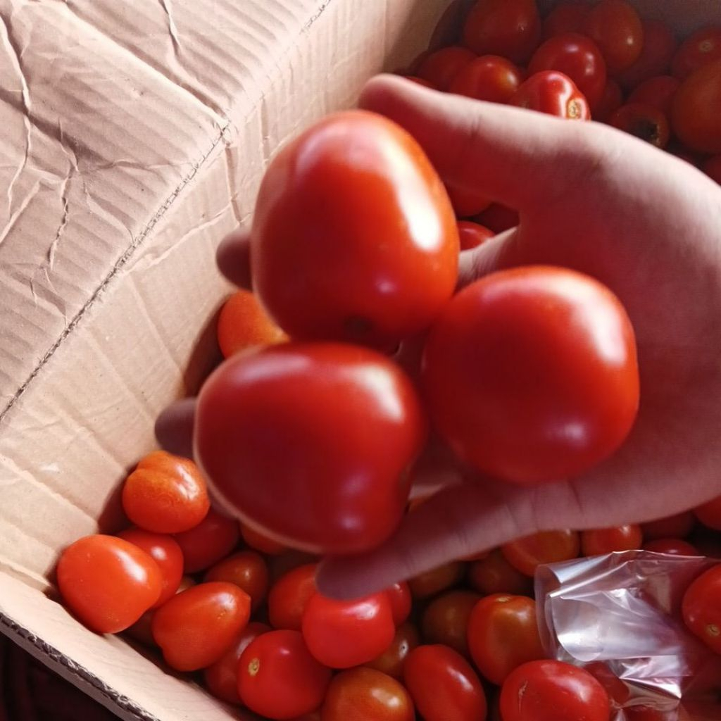 Tomat Segar 1kg Siap Kirim Cepat Pasar Induk Fresh Buah Segar Untuk Masakan