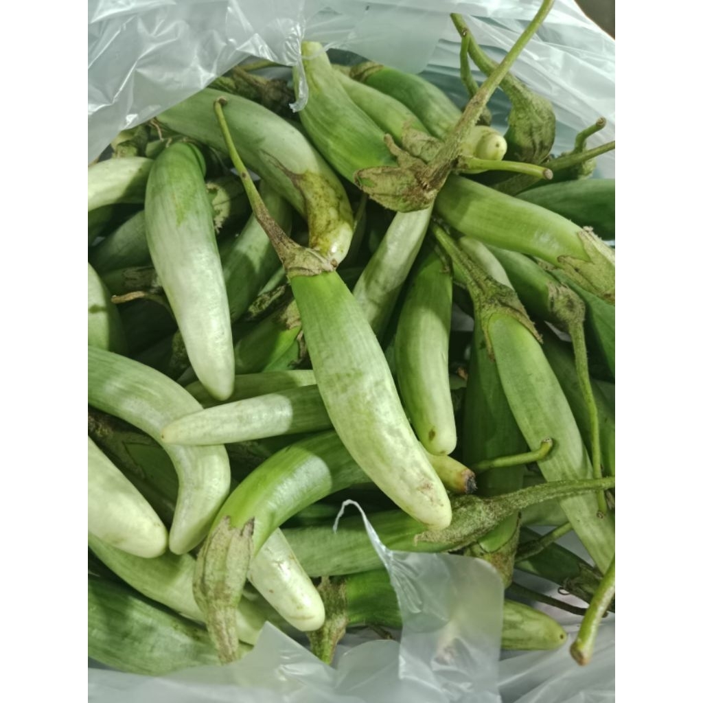 terong Medan/terong telunjuk