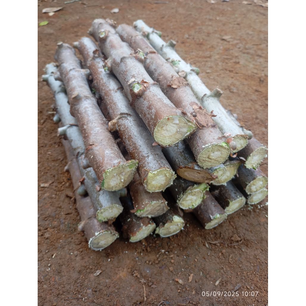 Bibit Pohon Singkong Ketan Super 30 cm, 15 batang