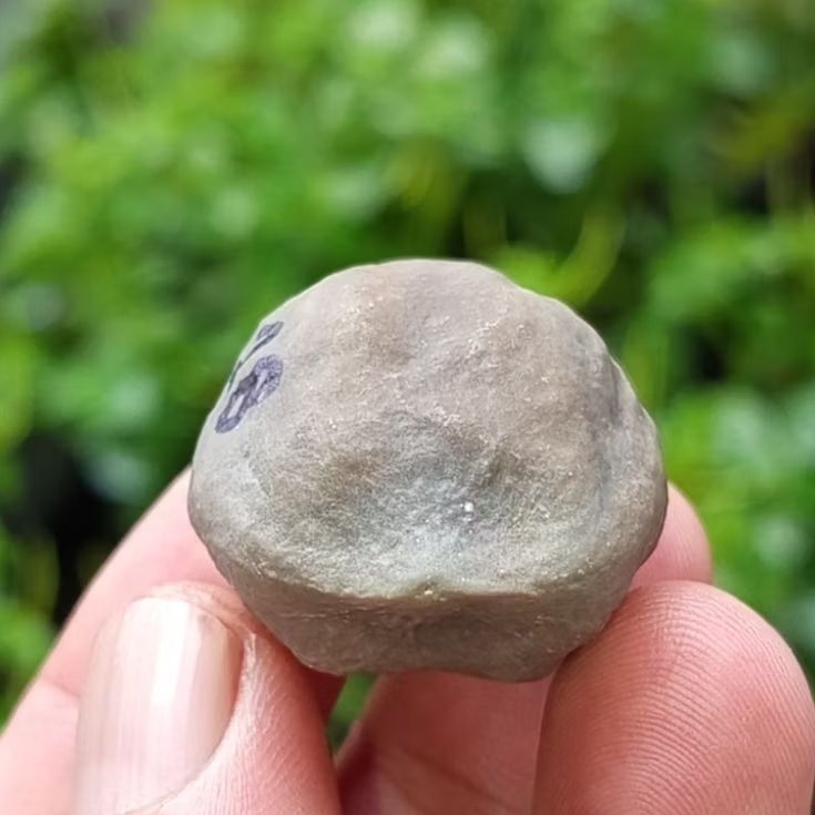 Muncang adu nyonyo x 4g kode 28.