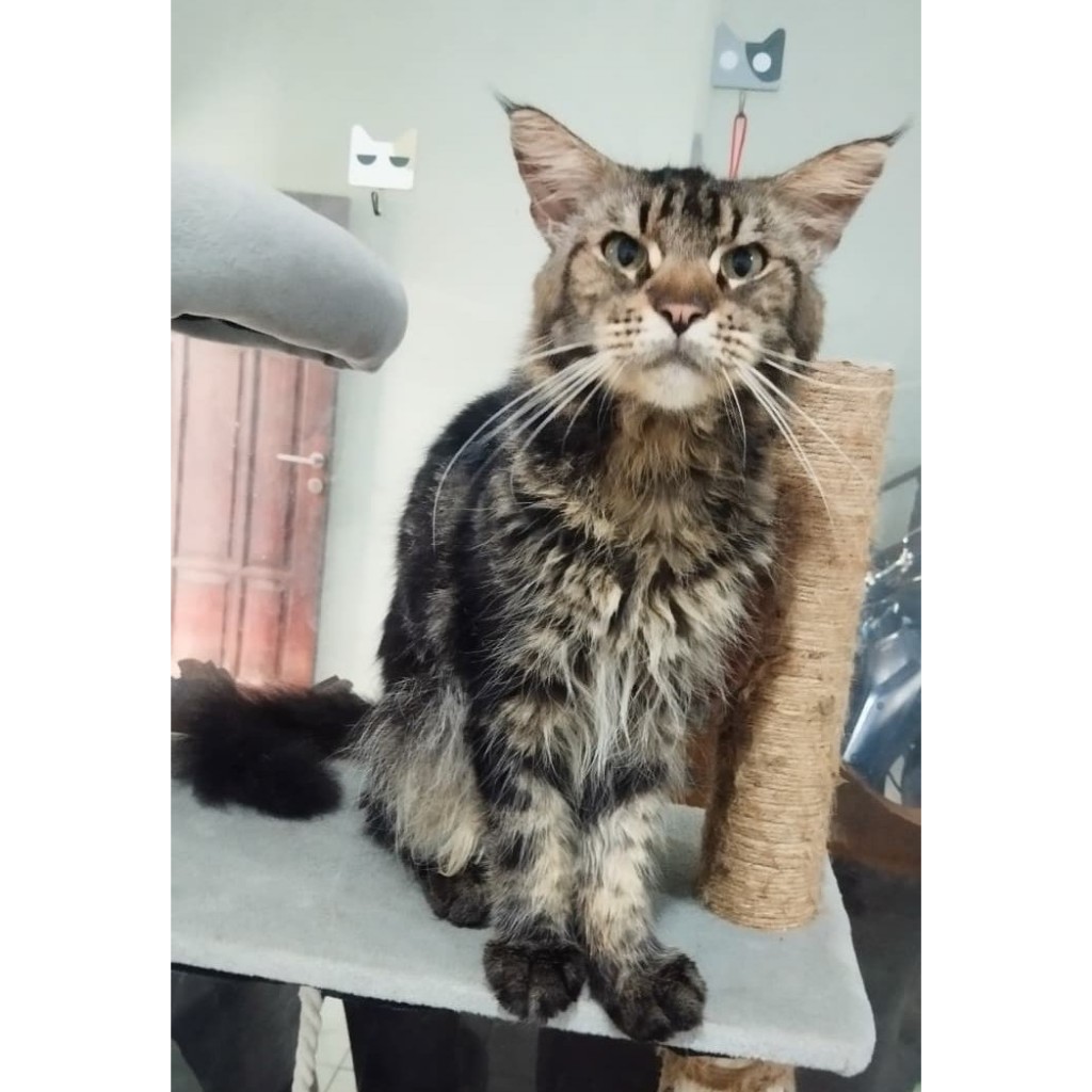 Kucing Mainecoon Male Jantan NP
