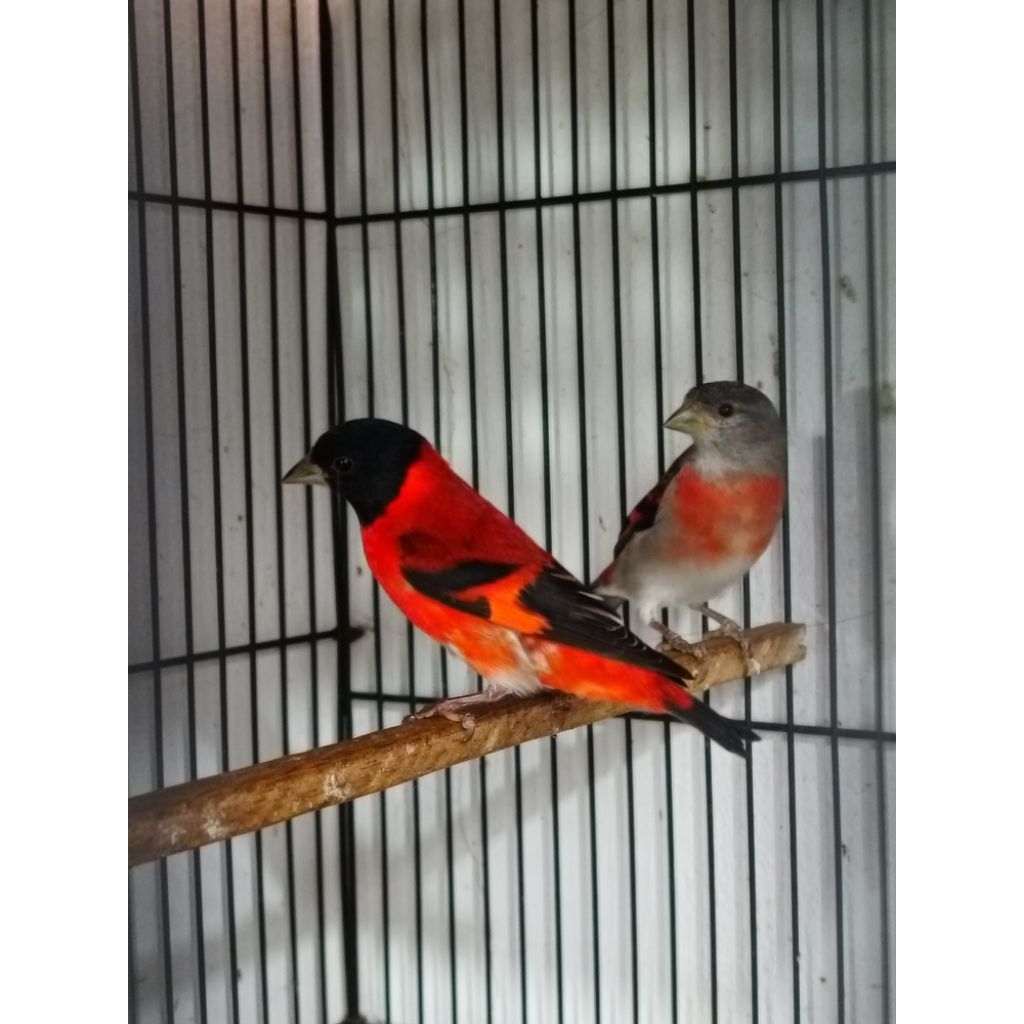 Red Siskin Jenis Klasik sepasang siap tangkar usia8bln