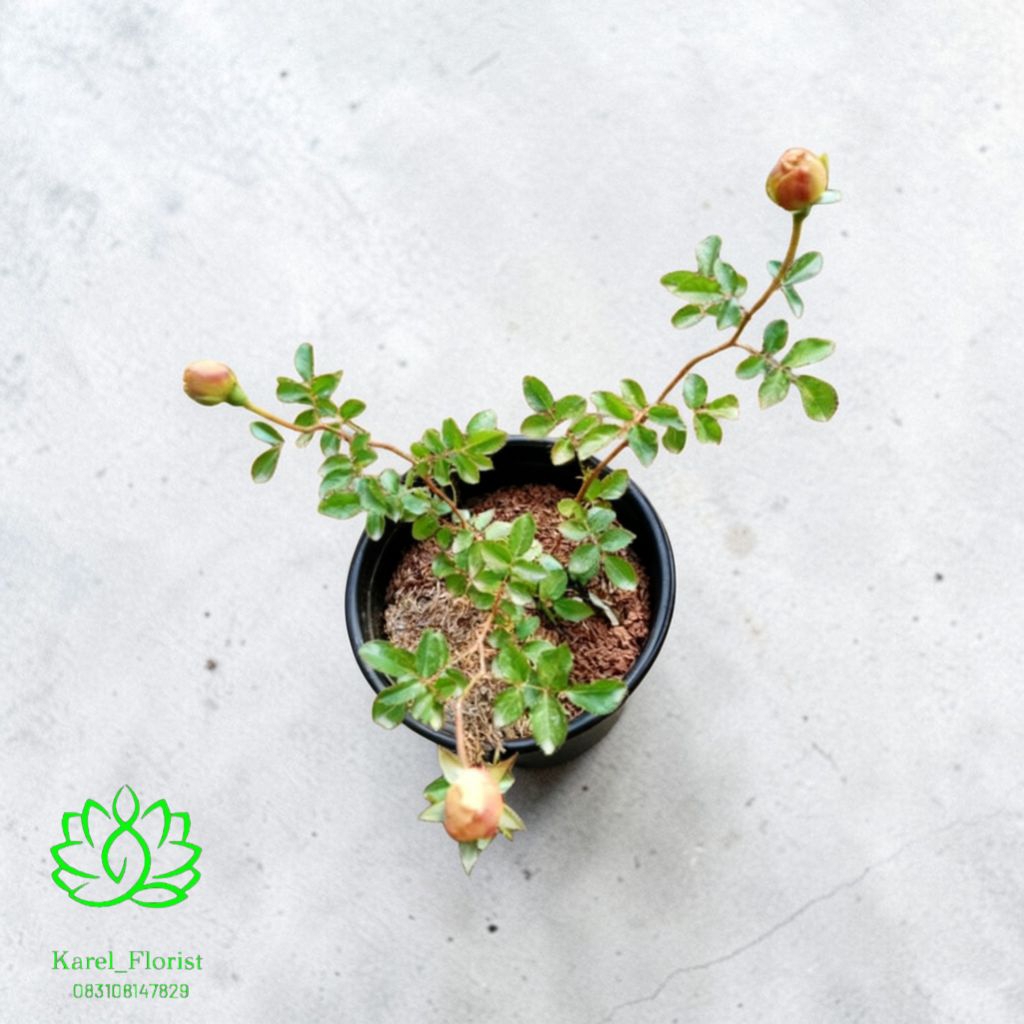 Bunga Mawar Abraham Darby