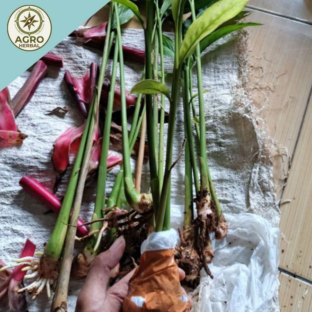 Bibit Kapulaga Hijau India Asli Bibit Rempah Kapol/Kapulogo