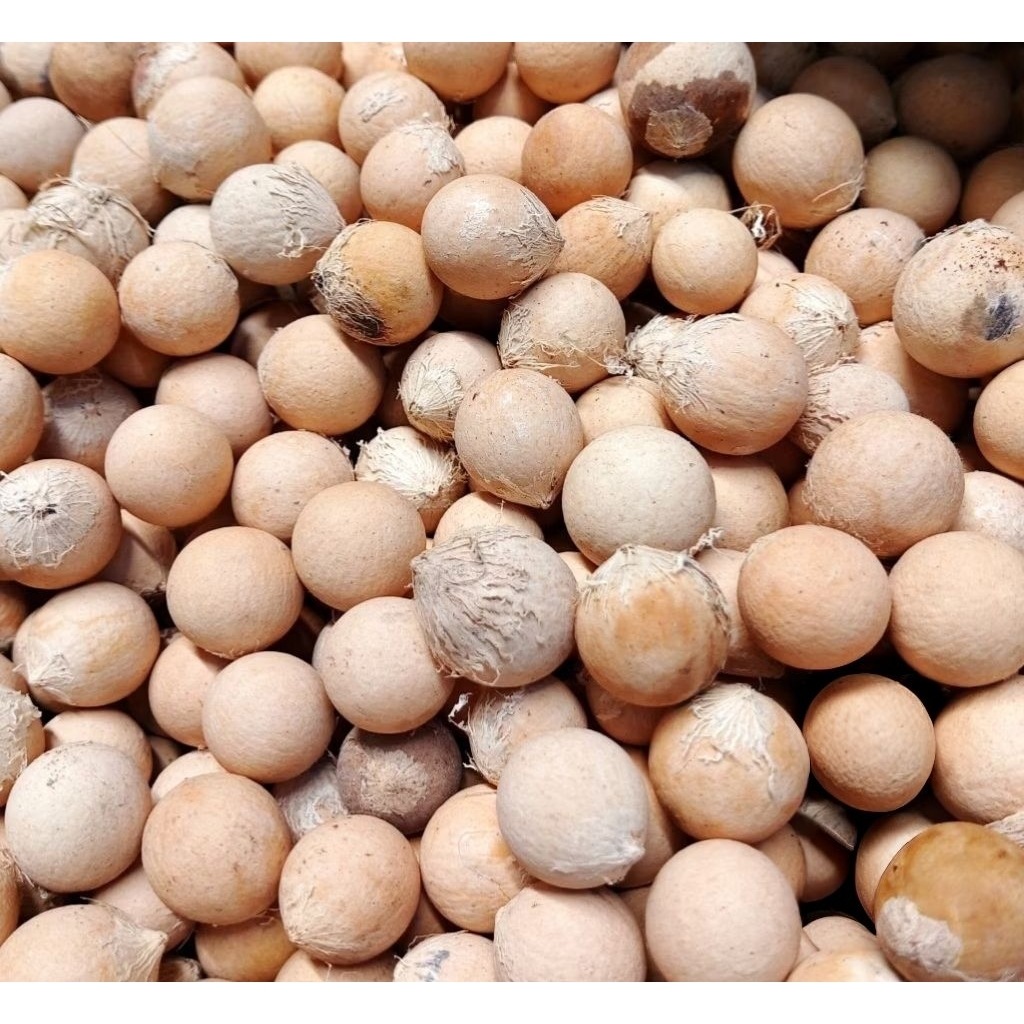 biji tanaman nyamplung 5000  dapat 11 biji