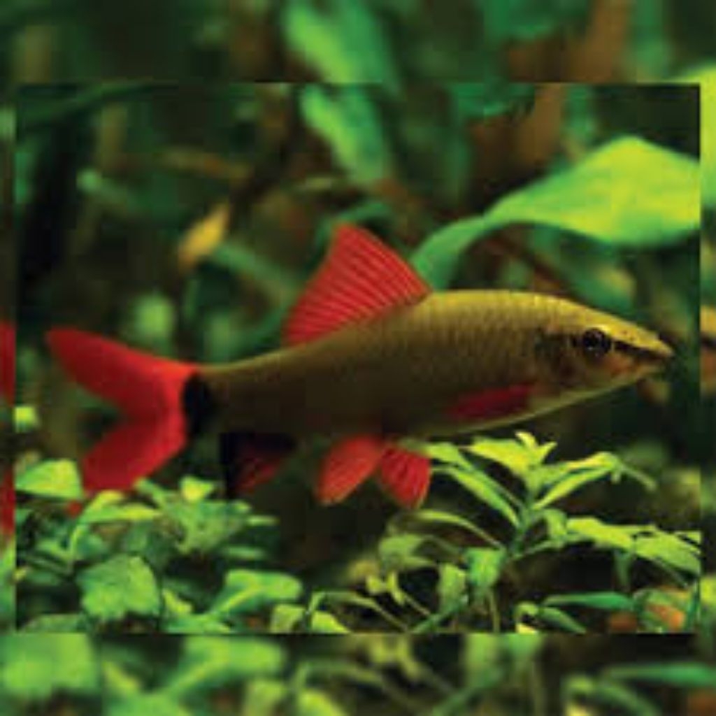 mainan redfin shark black ikan sirip merah 6cm