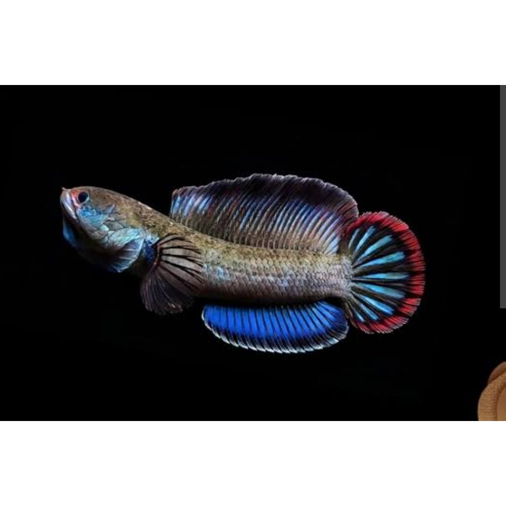 STICKER CHANNA BLUE BENGAL