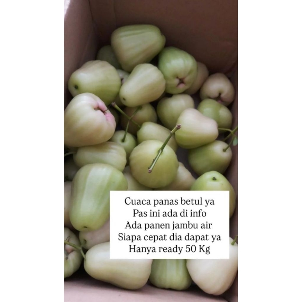 Jambu Air / Jambu Madu / Jambu Air Hijau / Jambu Manis