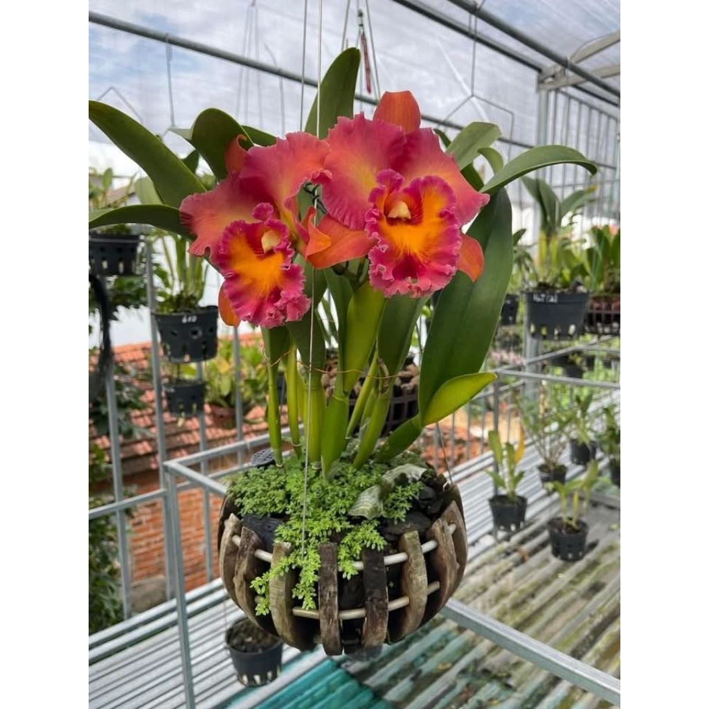 baby anggrek yang siap berbunga/bibit anggrek