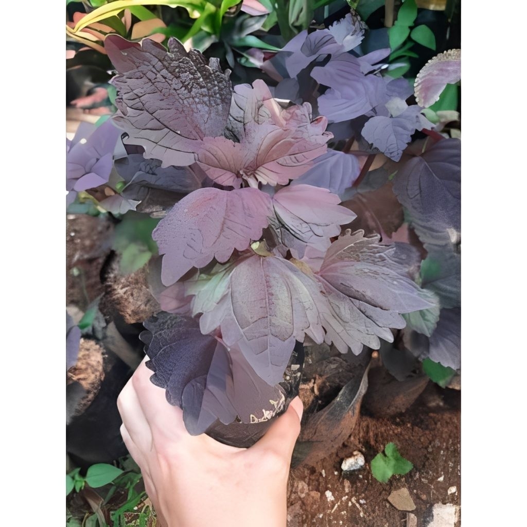 PERPOHON Bibit Tanaman Jawer Kotok / Miana Hidup – Tanaman Obat Herbal & Hias Daun Warna Ungu Cantik