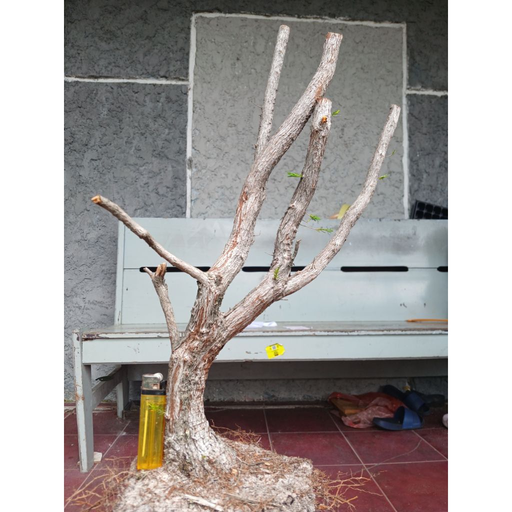 Dongkelan Cucur Atap/Sapu sapu Dongkelan