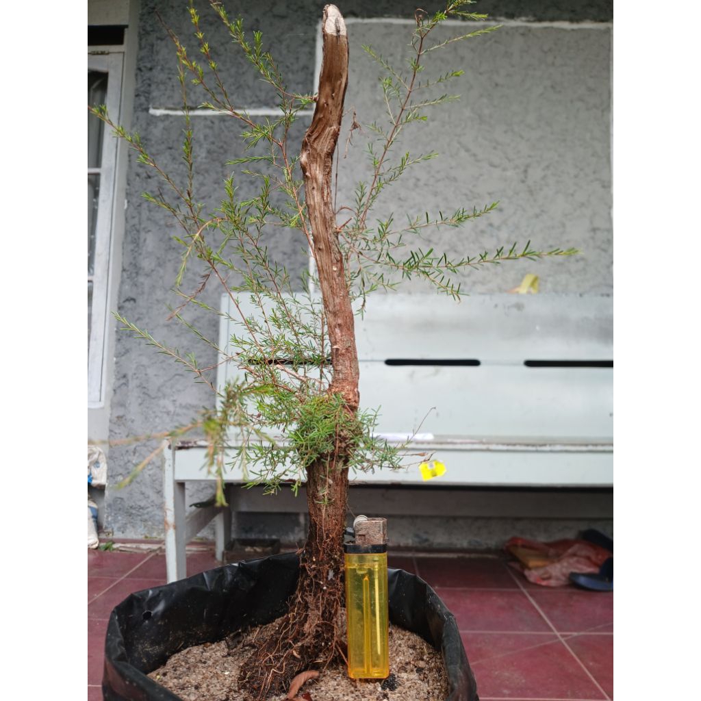 Bahan Bonsai Cucur Atap / Sapu Sapu