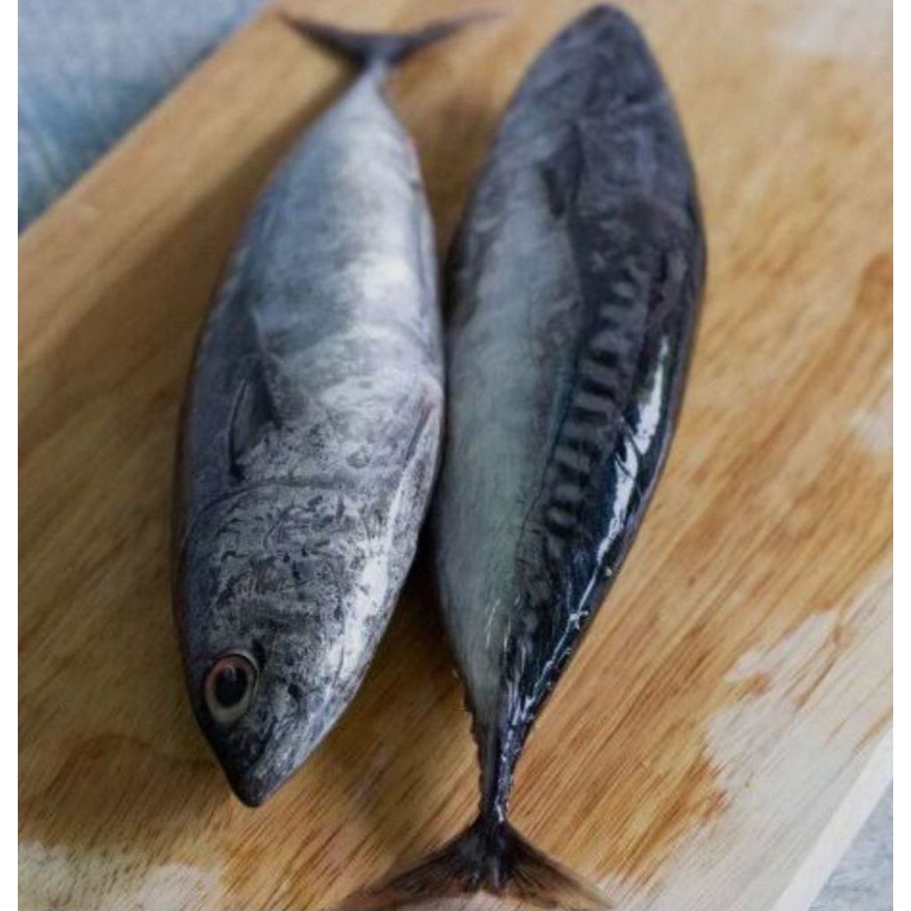 Ikan Tongkol Segar 1kg