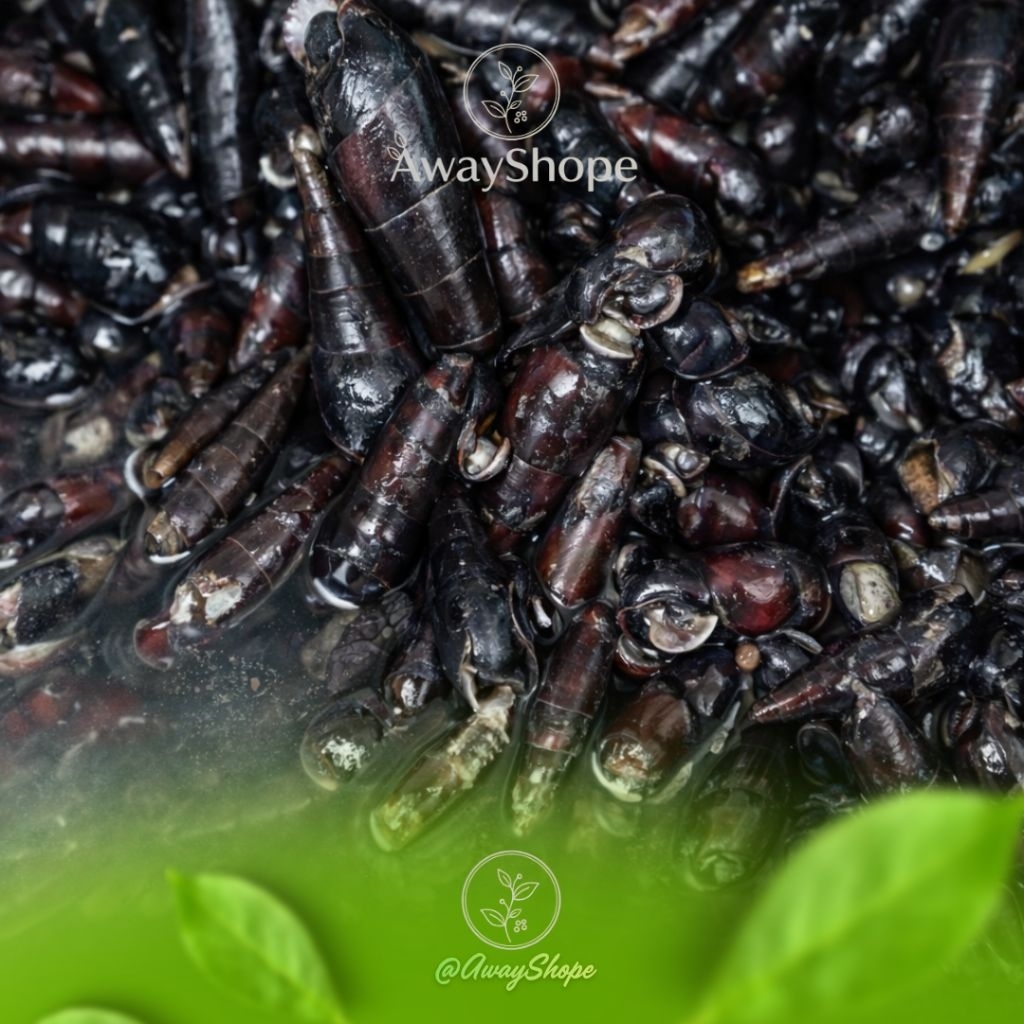 Susuh Laut / Tutut Laut Segar 1kg | Siput Laut Fresh | Seafood Laut Mentah Protein Tinggi