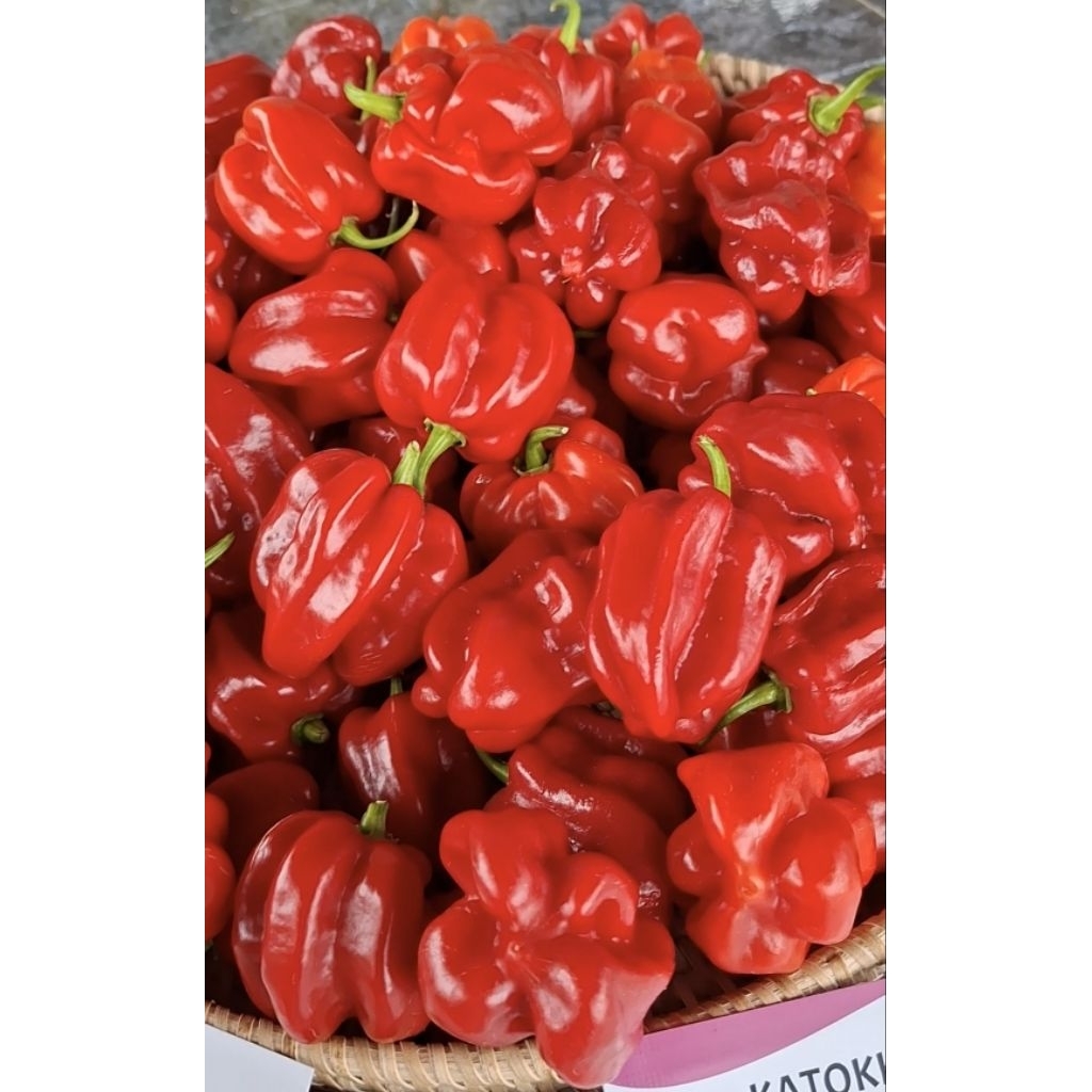 BUAH CABAI KATOKKON SUPER PEDASS