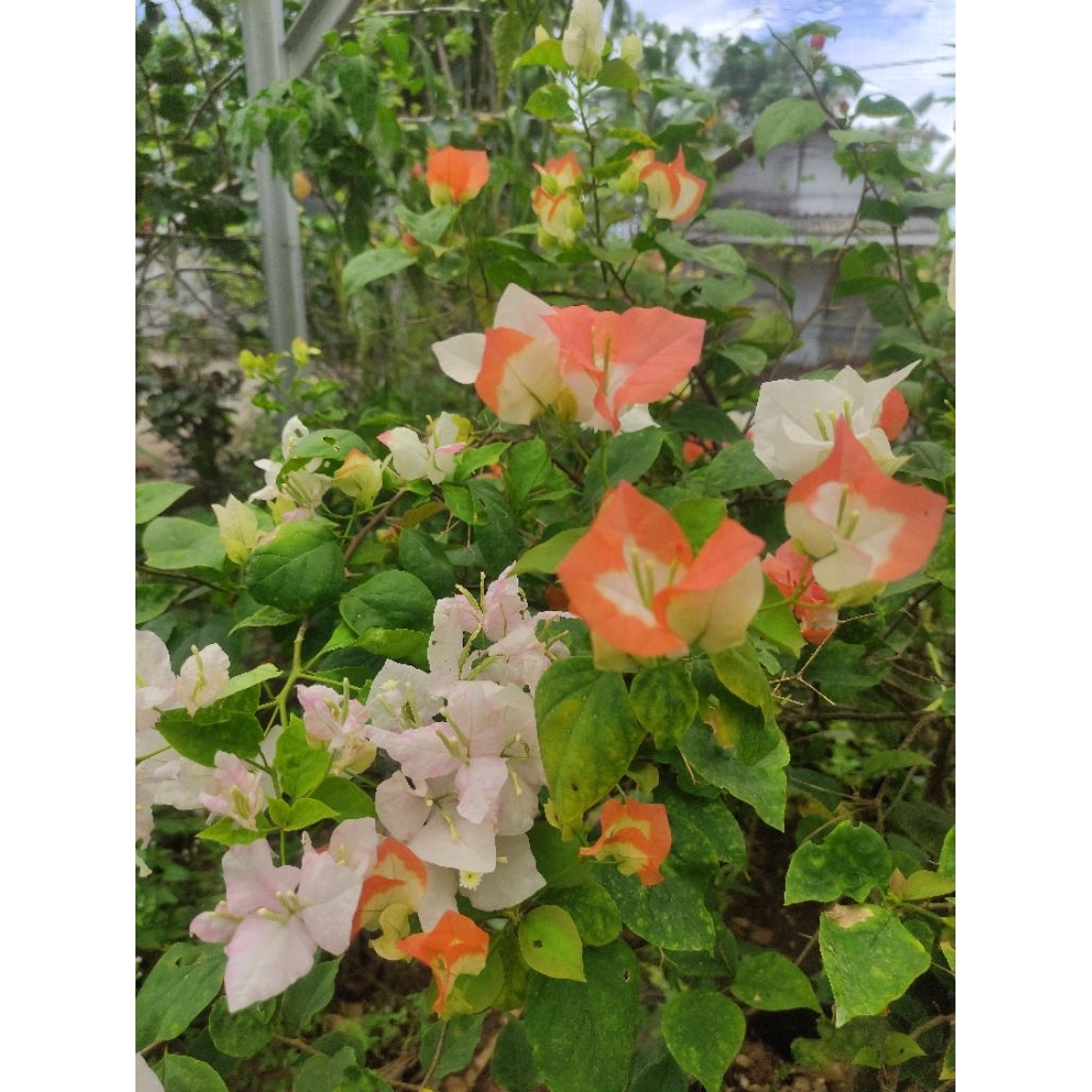 Bibit Bougenville Maharani