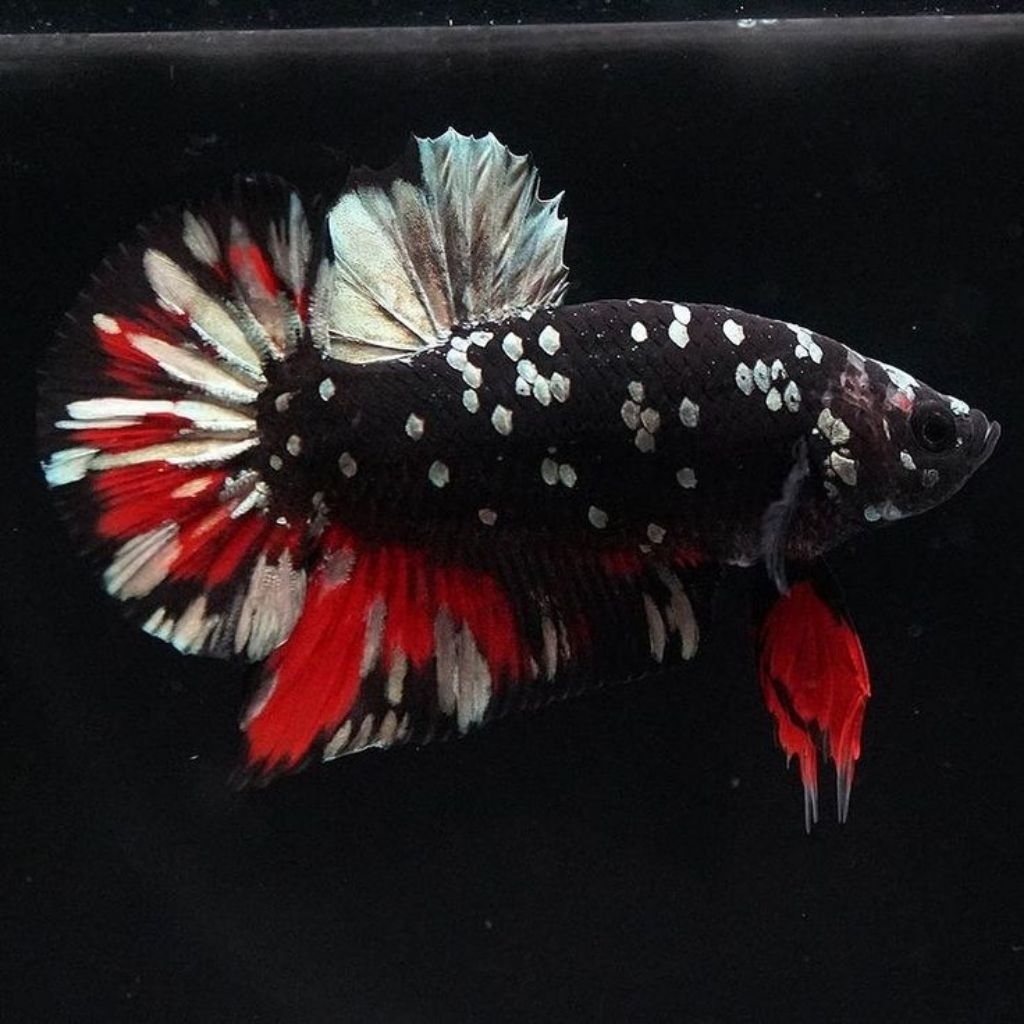 1Pair (pasang) Cupang Avatar Cooper gold/vampir