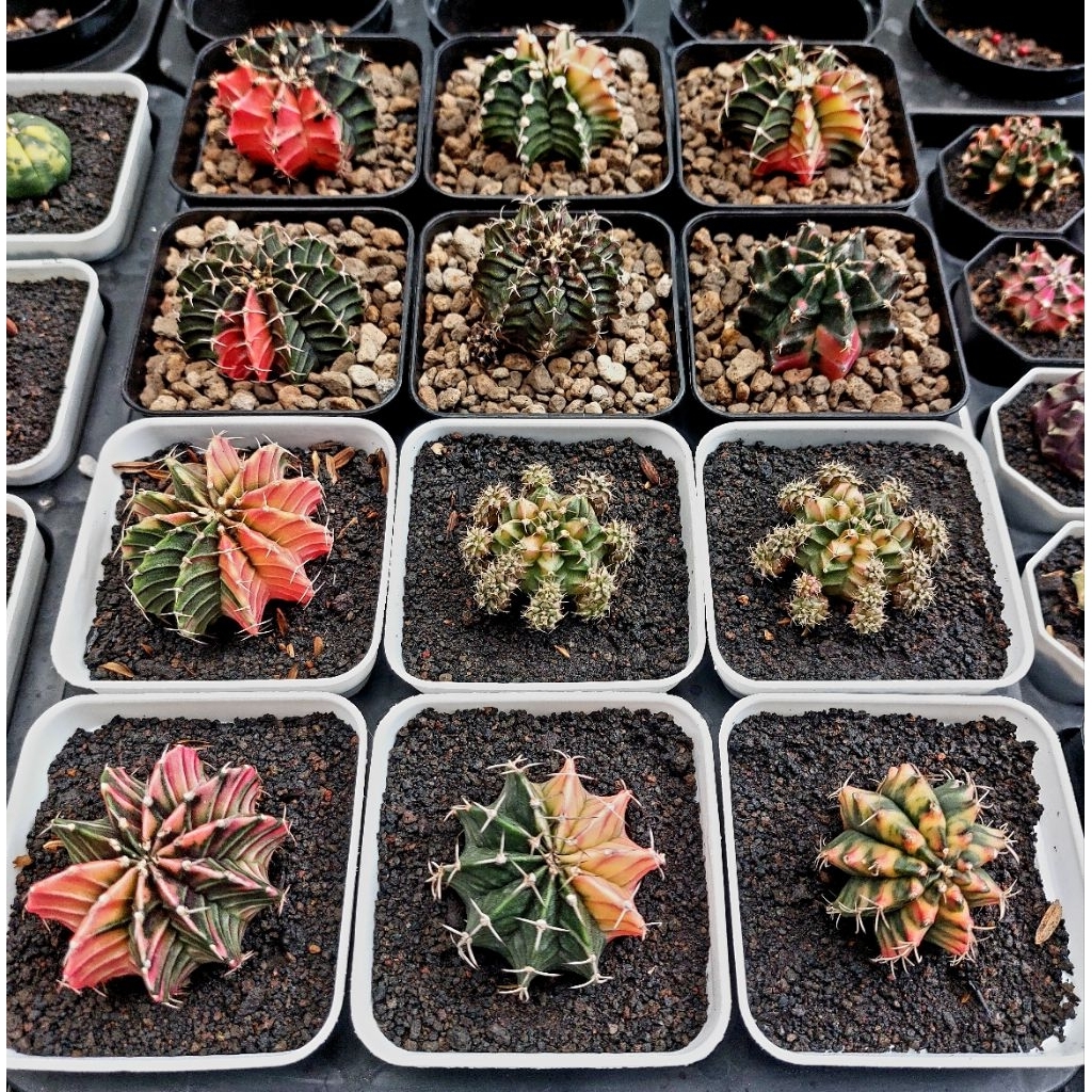 kaktus gymno taiwan clone miha LB HB POT 7cm