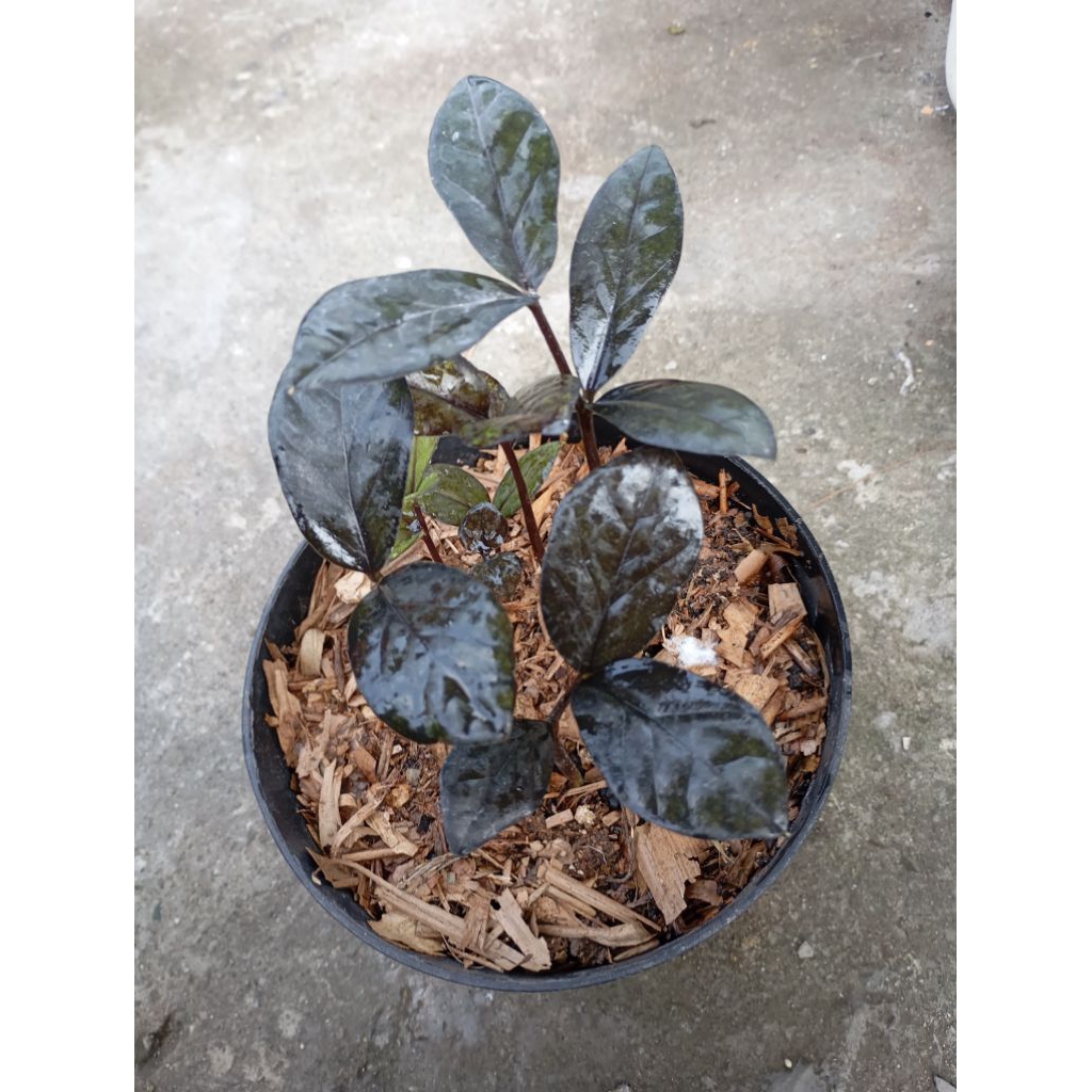 zz plant black raven