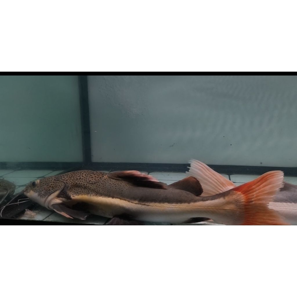Red Tail Catfish/RTC JUMBO(KHUSUS INSTAN)