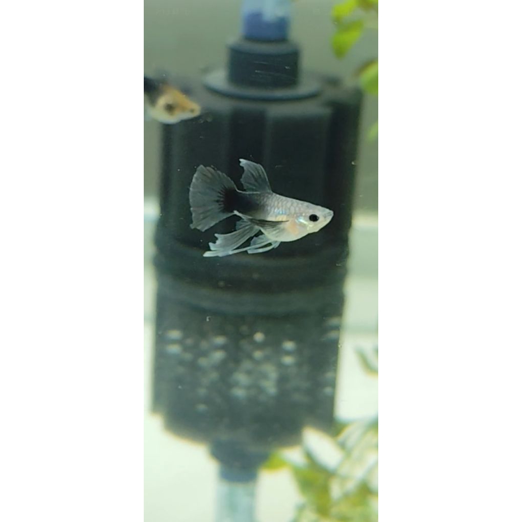 foto pajangan Hb dark blue