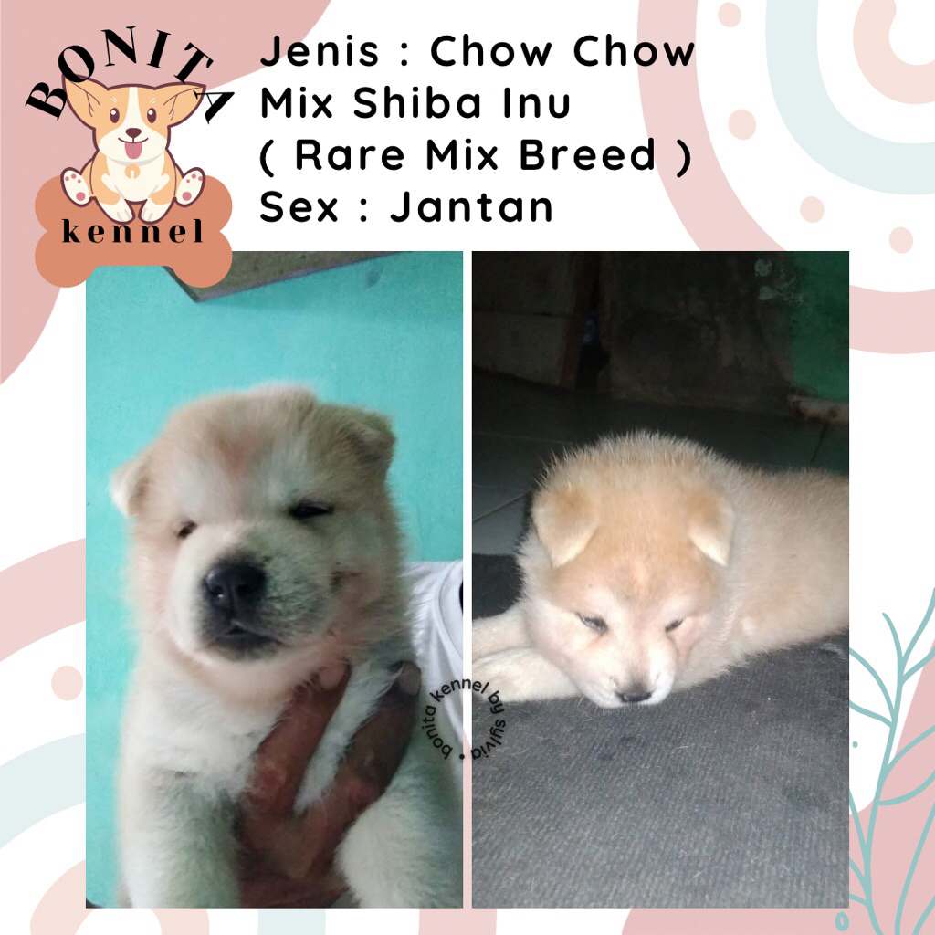 Chow Chow Mix Shiba Inu Anjing Chow Chow Shiba Jantan Betina