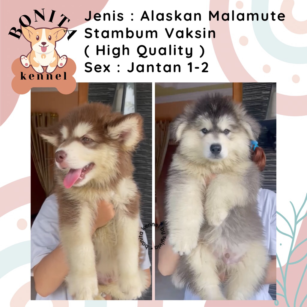 Alaskan Malamute Stambum Jantan Betina Anak Anjing Alaska Malamute Malamut
