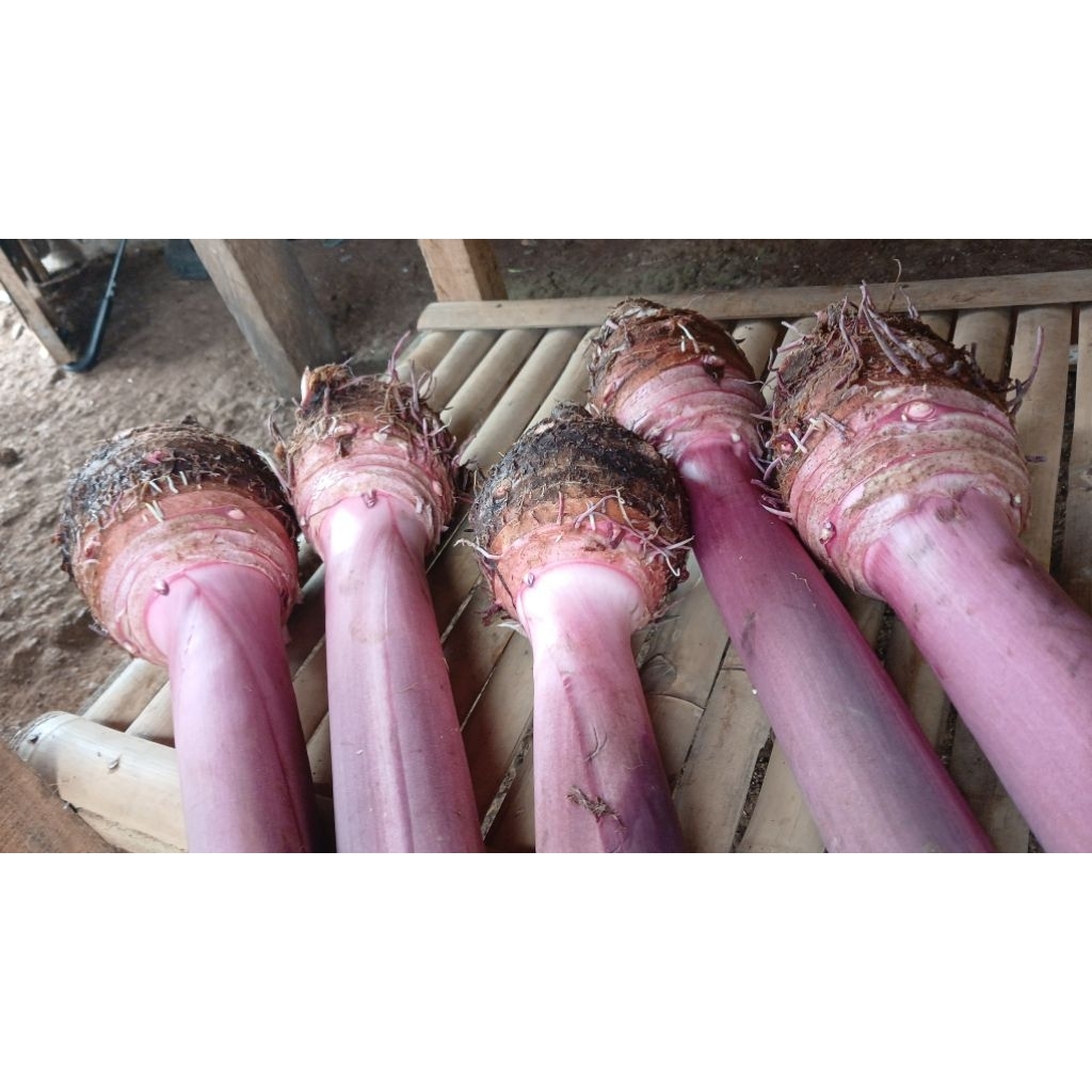 Talas Jumbo Pratama