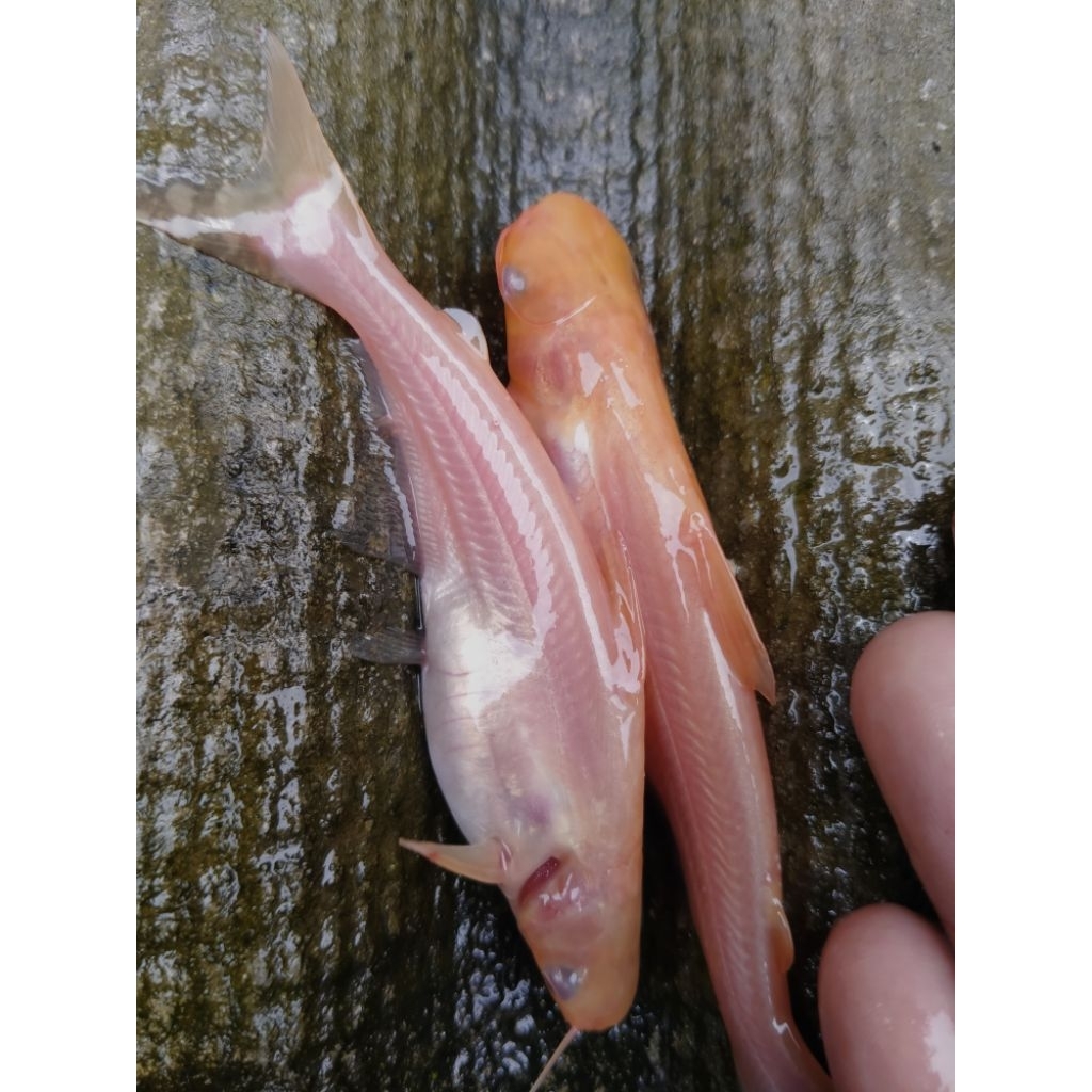 Bibit Ikan Patin Albino