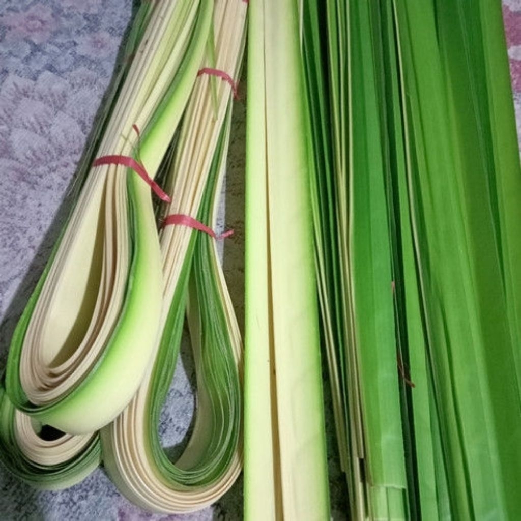 Daun Kelapa Muda | Janur Kuning | Untuk Bahan Ketupat