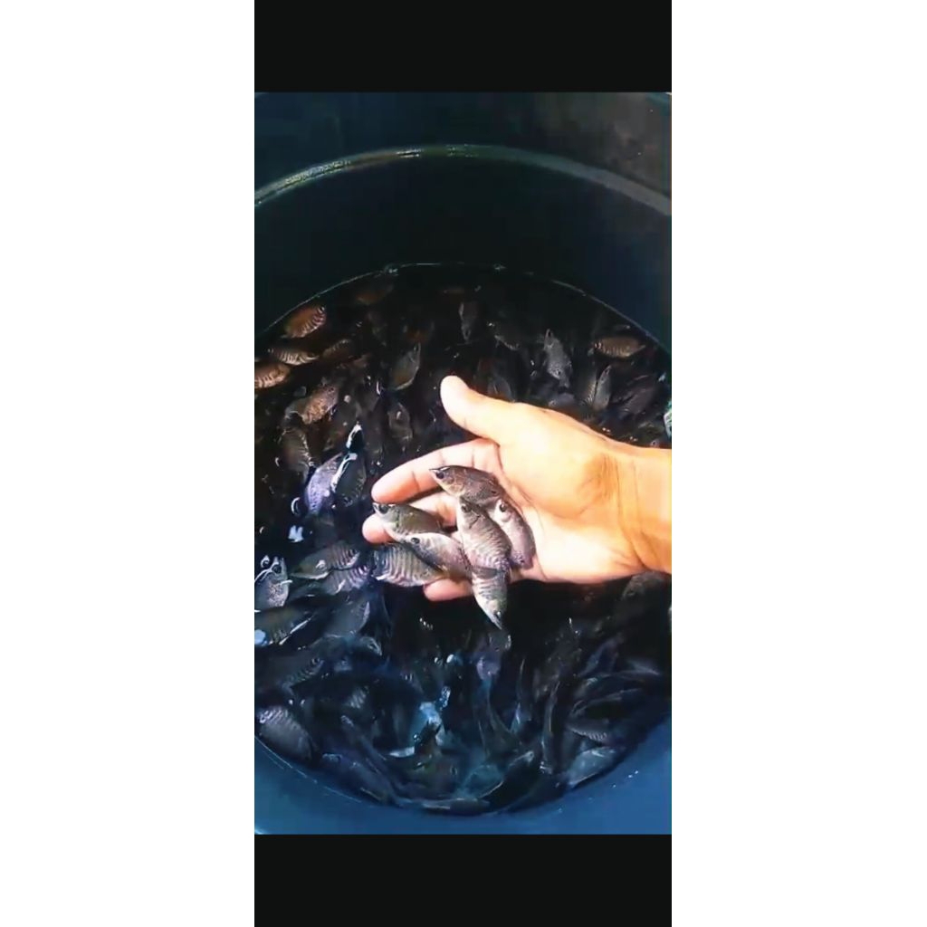 bibit/benih ikan gurame soang ukuran 3-4cm 10ekor satu paket