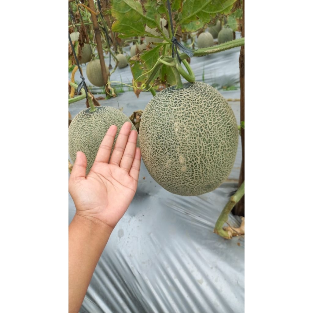 Benih Melon Metando M15 – Bibit Unggul Bermutu Tinggi, Daging Manis & Produktif
