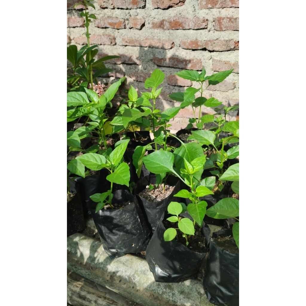 Tanaman Cabe Rawit Setan / Bibit Lombok Rawit Setan