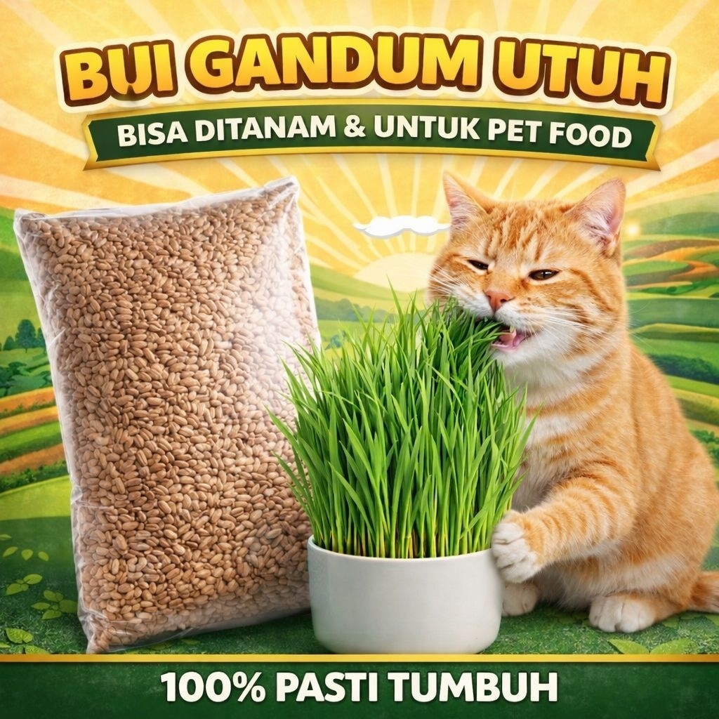 GANDUM 1 KG - Biji Wheatgrass Benih Catgrass Rumput Kucing Makanan Kucing Rumput Diet