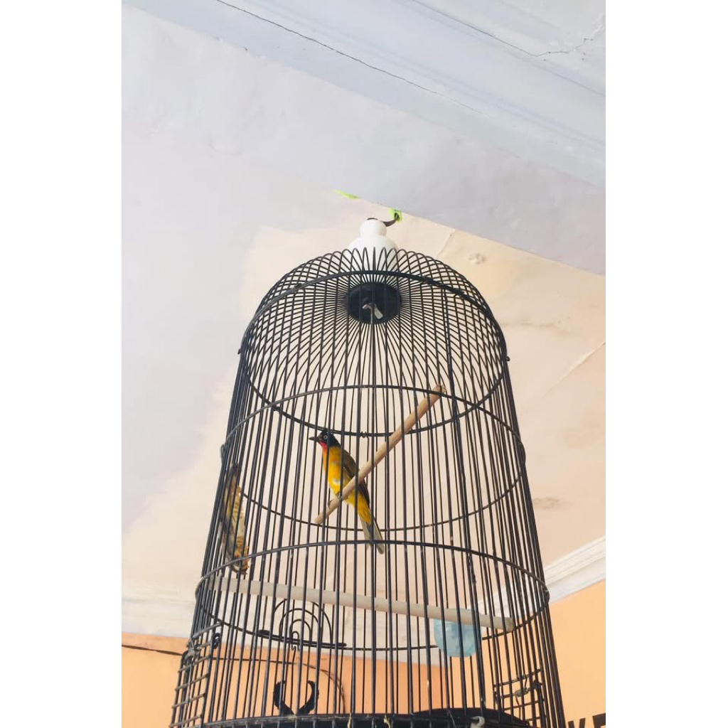 Kutilang emas jawa body besar gacor dor