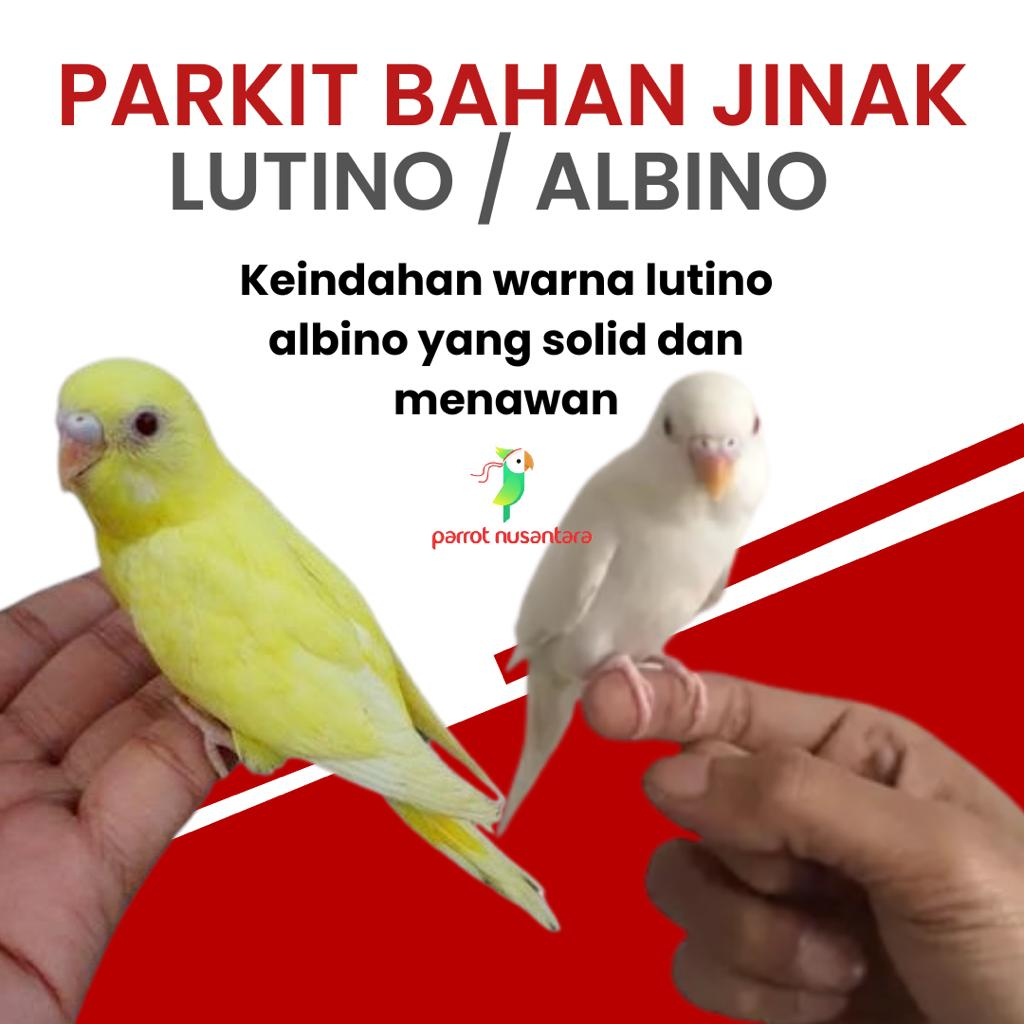 Burung Parkit Lutino albino MM mata merah Paud Bahan Jinak