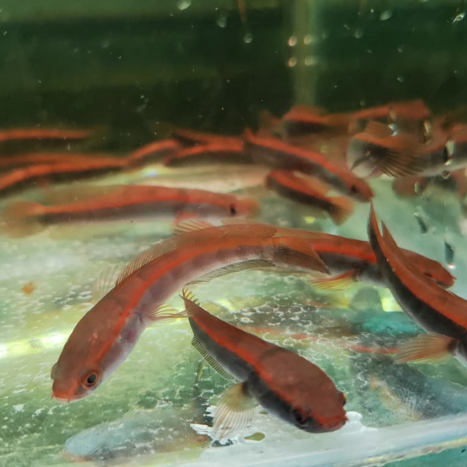 Red Lempuyang 5-6cm Dengan Garansi Bintang 5