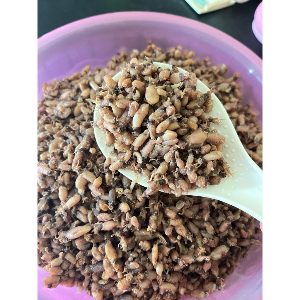 Baby cumi kecil kering medan