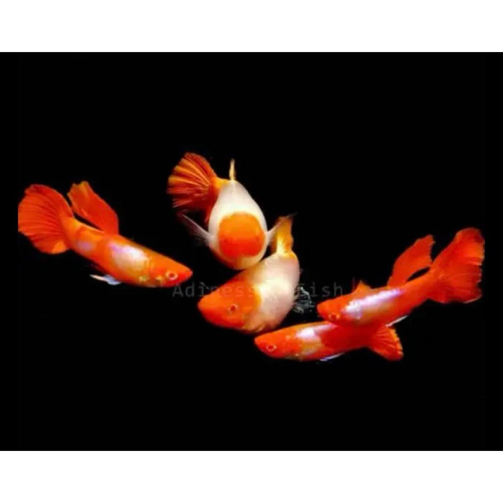 hiasan aquarium ikan guppy albino koi