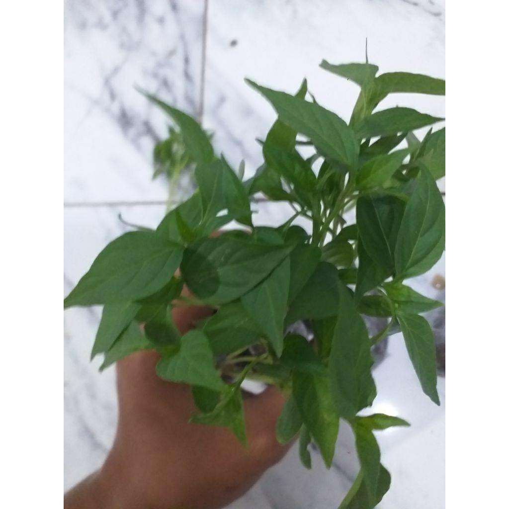 bibit hidup-bibit cabe merah siap tanam