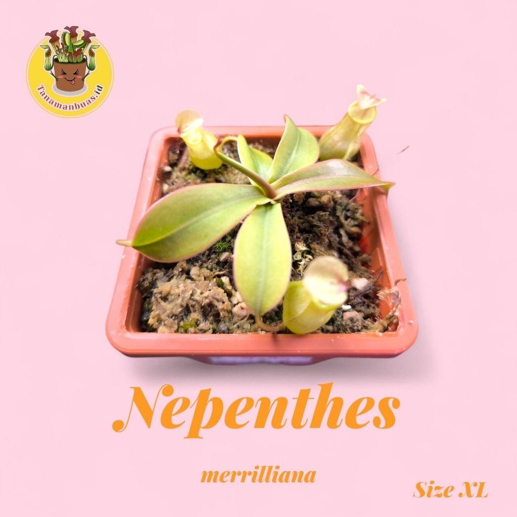 Tanaman Kantong Semar Nepenthes merrilliana
