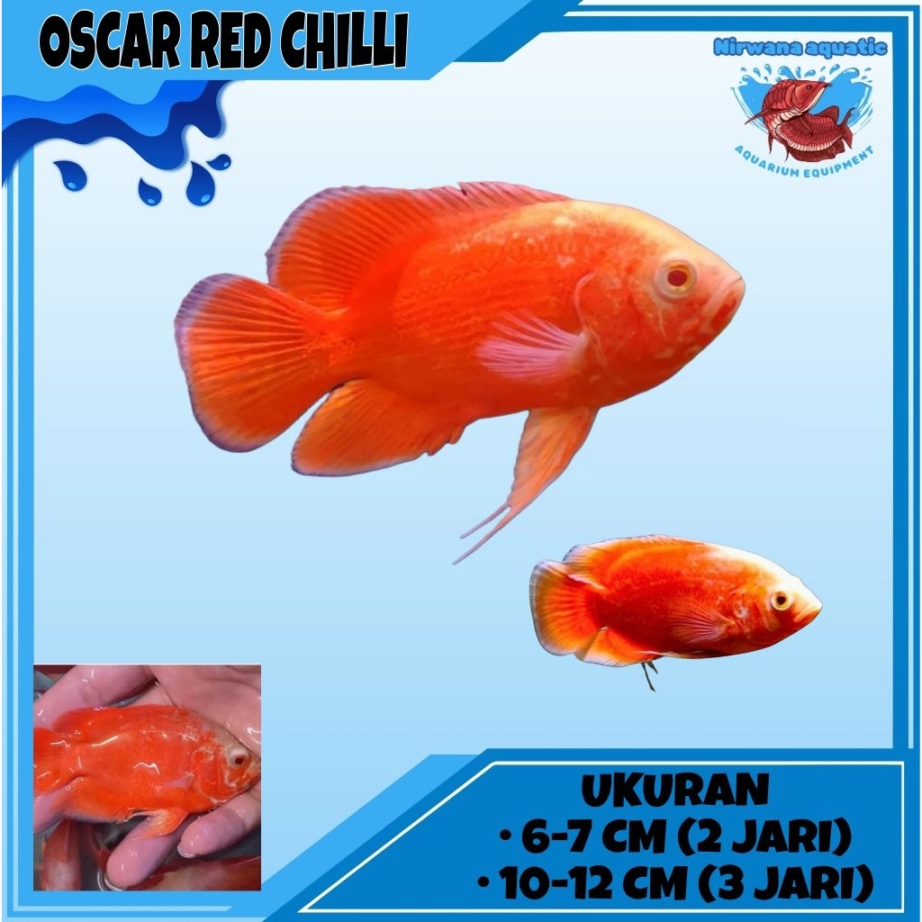 (INSTAN) IKAN OSCAR RED CHILLI - UKURAN ±6 CM (2 JARI) & ±10 CM (3 JARI)