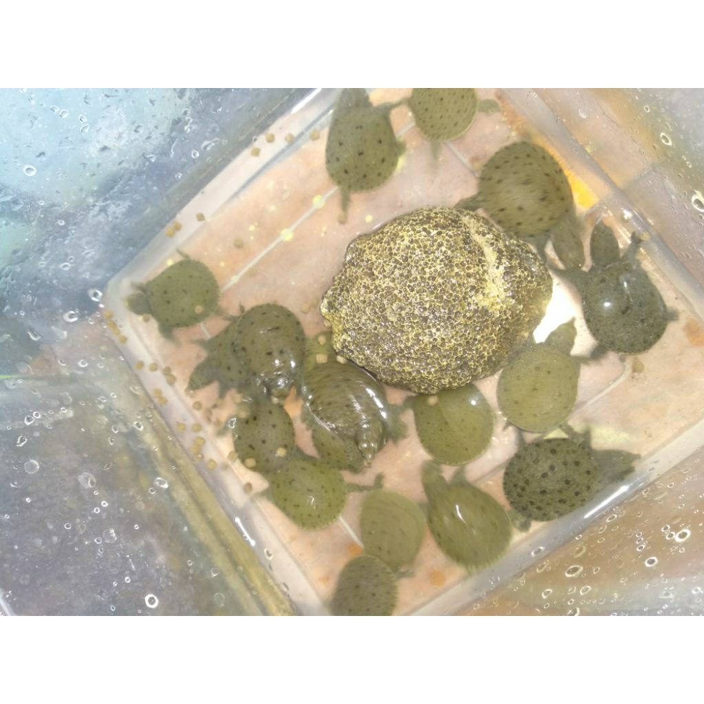 mainan anak labi labi bulus hidup