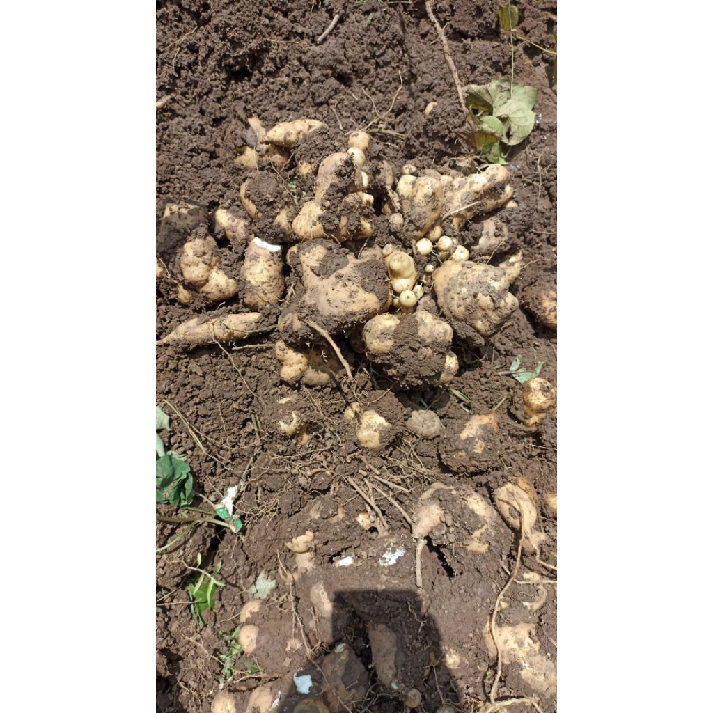 Gembili/Umbi Gembili 500gram.