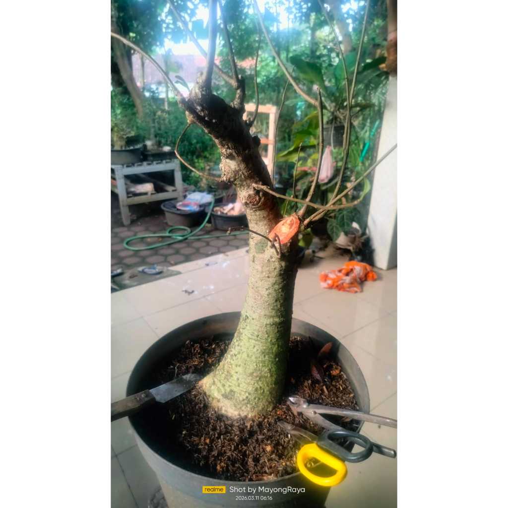 BONSAI IMPORT AFRIKA Tanaman langka tanaman unik tanaman sultan Tanaman langka Bonsai Baobab Adanson