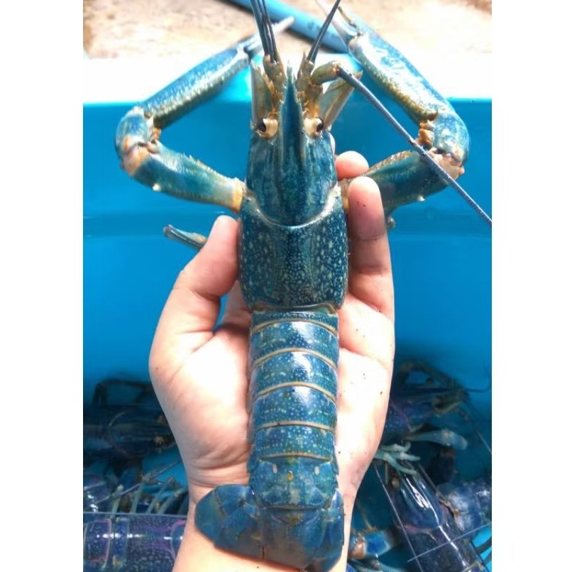 Lobster Air Tawar Konsumsi 1 kg