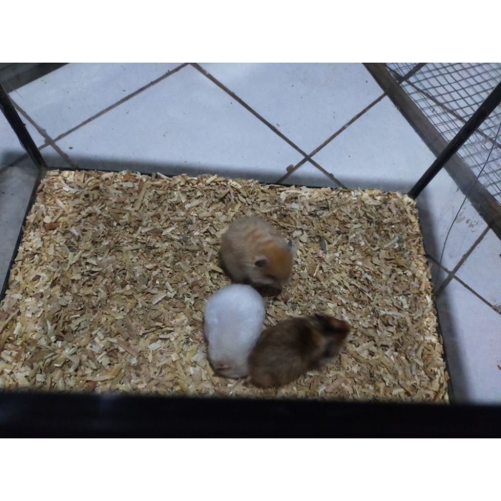 hamster syrian satin