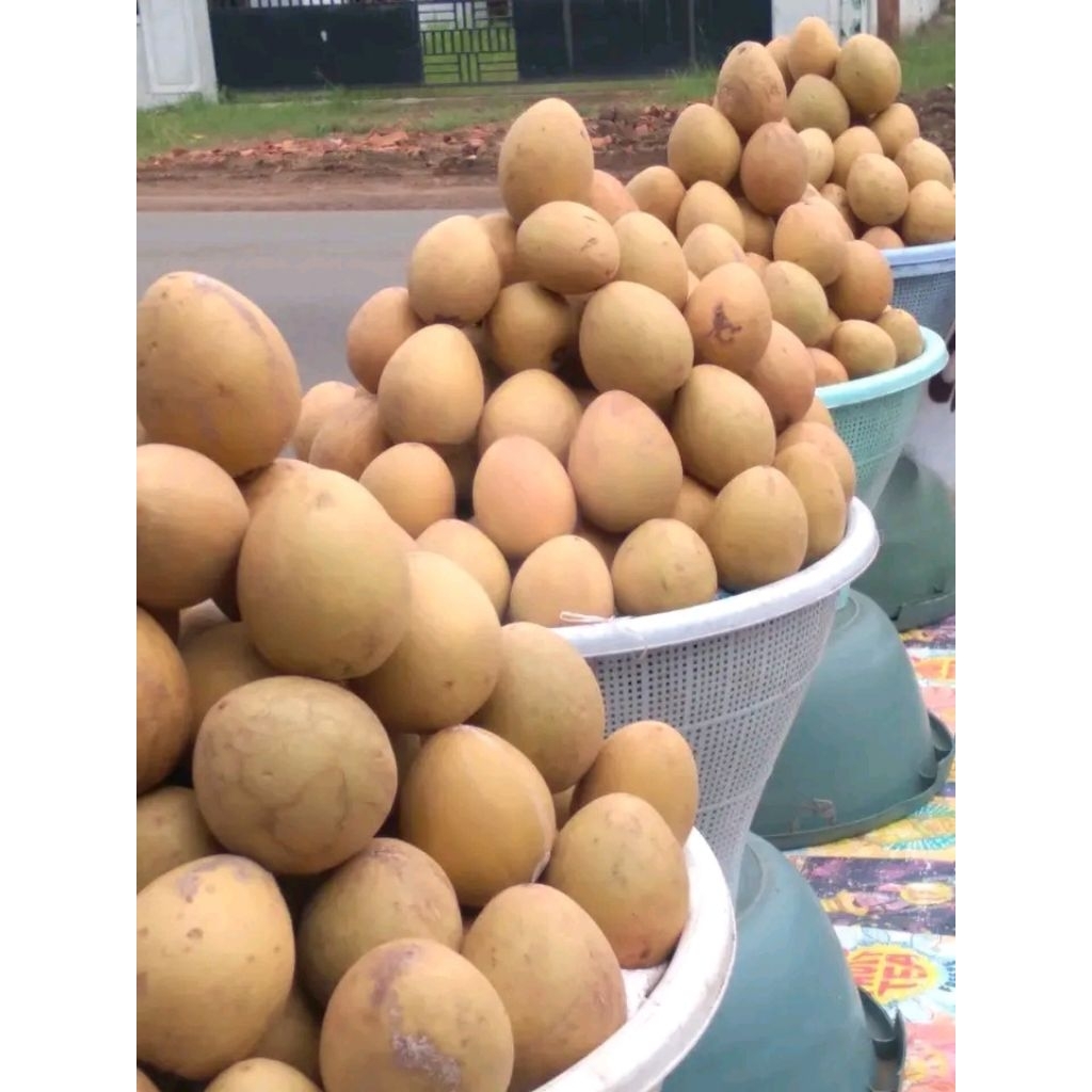 SAWO MADU MURAH MANIS ENDUL