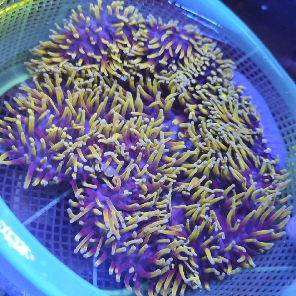 anemon clown dragon souls green tips cantik mewah aquarium laut hias rumah untuk nemo